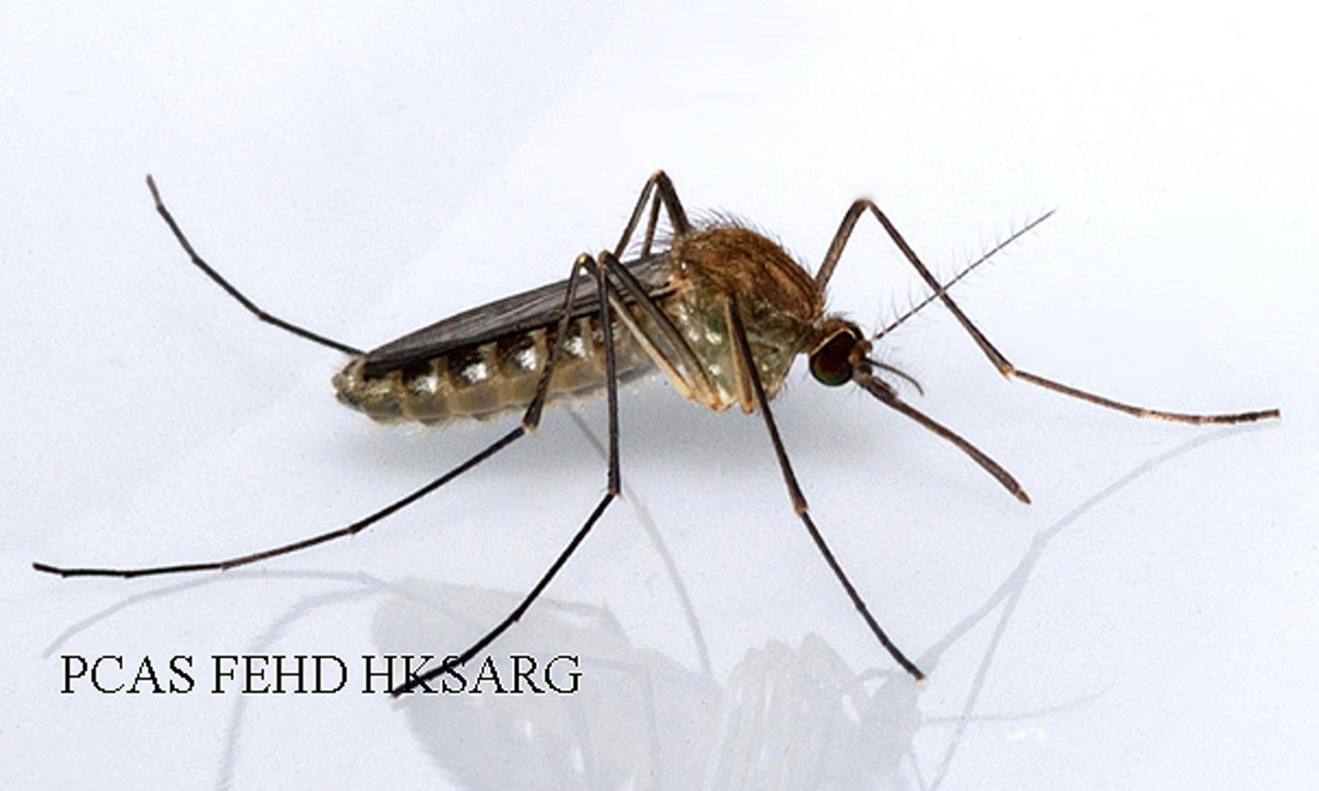 庫蚊會透過釘咬家禽和豬隻，感染日本腦災病毒，再叮咬人類而傳播病毒。（衞生防護中心圖片）