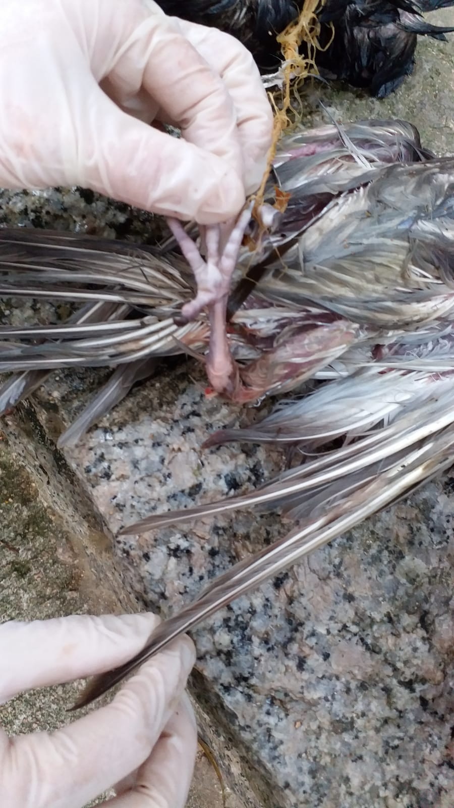 其中一隻鴿子腳部受傷。(讀者提供) 其中一隻鴿子腳部受傷。(讀者提供)