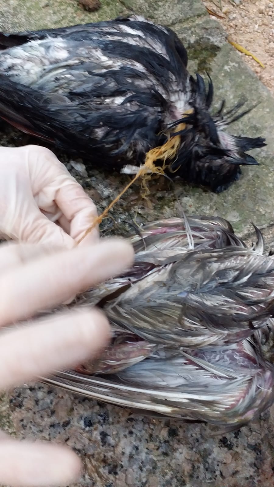 另一鴿子則頸部被纏繩。(讀者提供) 另一鴿子則頸部被纏繩。(讀者提供)