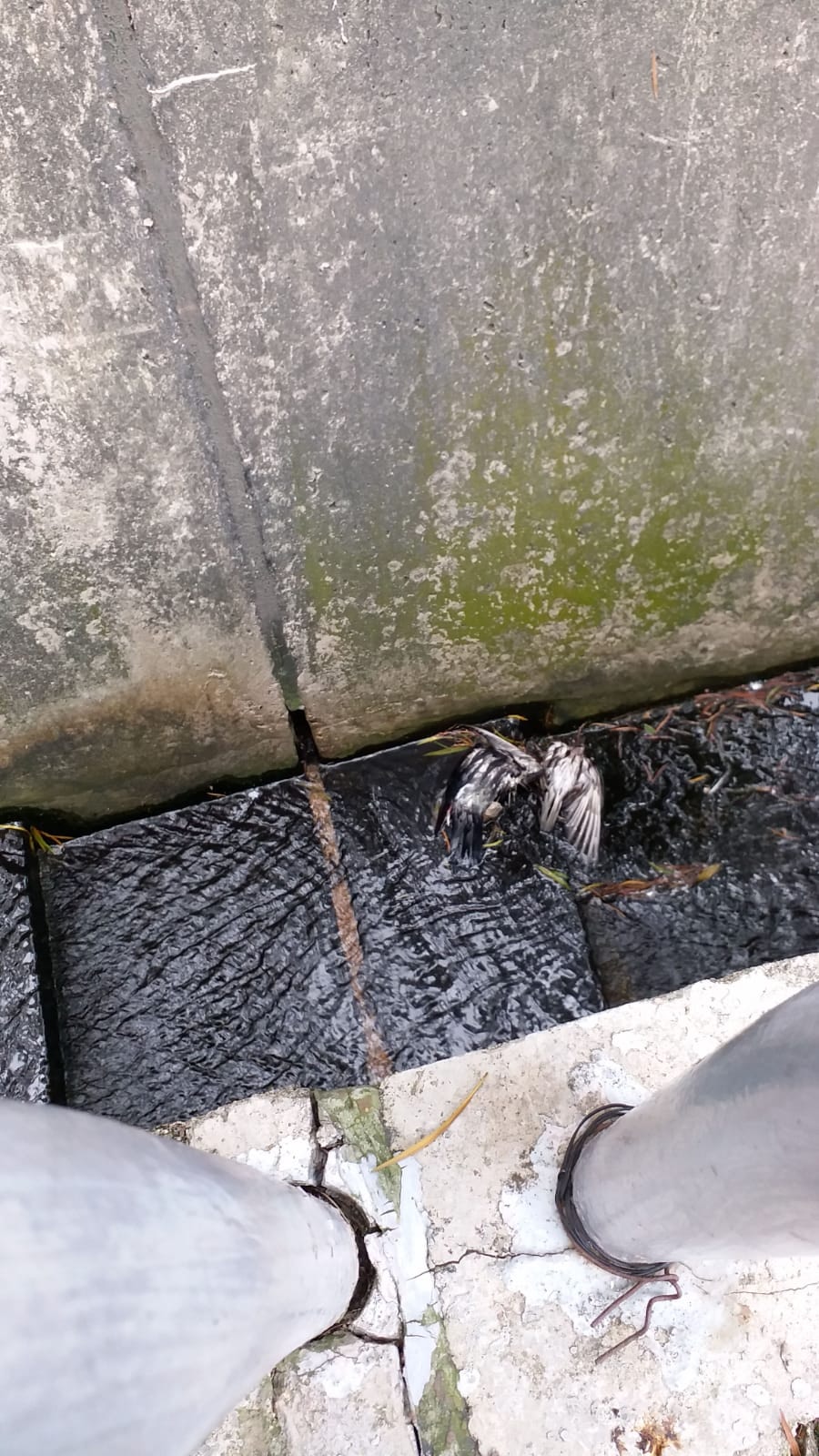 兩鴿於引水道被發現。(讀者提供) 兩鴿於引水道被發現。(讀者提供)