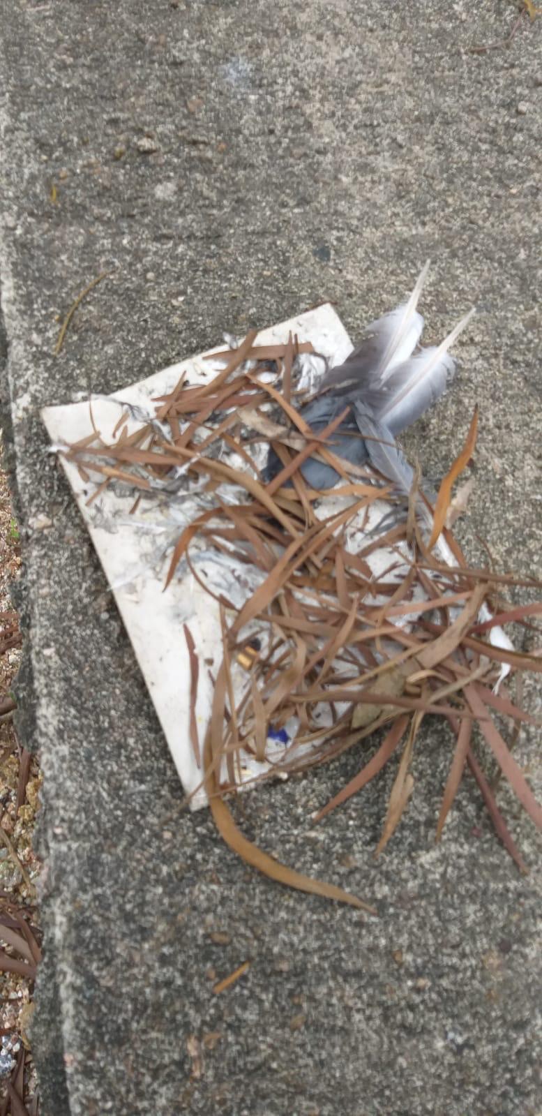 (讀者提供) (讀者提供)