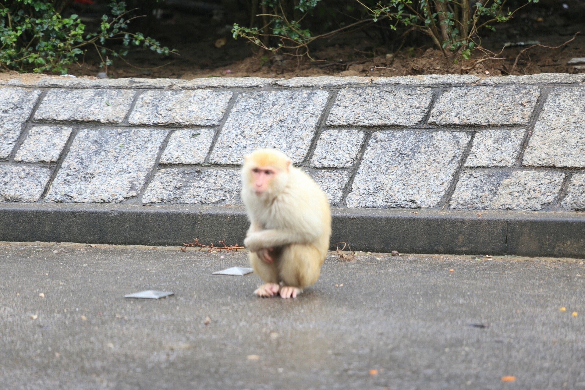 根據漁護署的全港猴子普查,過去5 年猴子數量維持約1,800 隻,主要分布在金山、獅子山及城門郊野公園一帶。(資料圖片/余睿菁攝) 根據漁護署的全港猴子普查,過去5 年猴子數量維持約1,800 隻,主要分布在金山、獅子山及城門郊野公園一帶。(資料圖片/余睿菁攝)