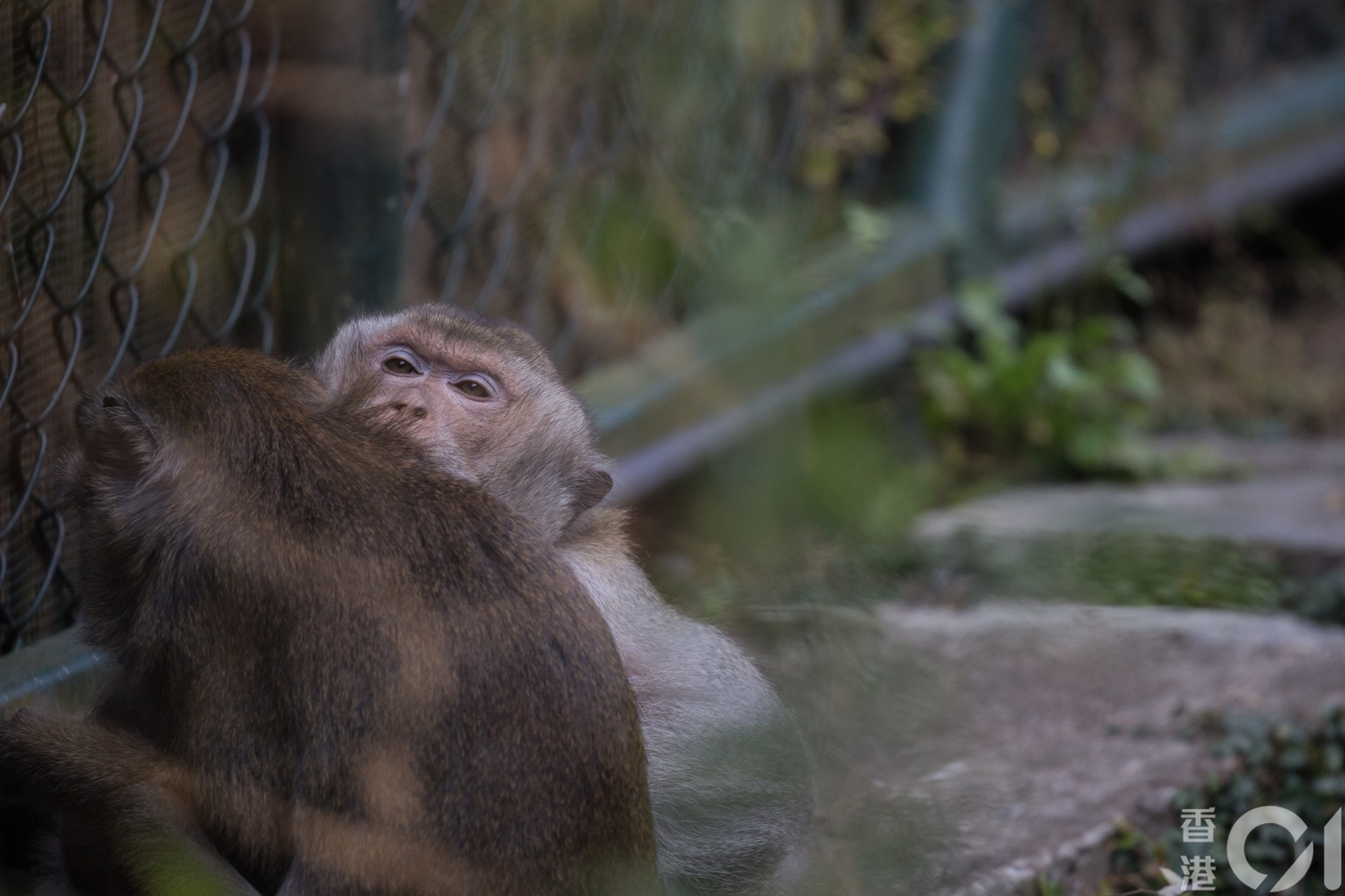根據漁護署的全港猴子普查,過去5 年猴子數量維持約1,800 隻,主要分布在金山、獅子山及城門郊野公園一帶。(資料圖片) 根據漁護署的全港猴子普查,過去5 年猴子數量維持約1,800 隻,主要分布在金山、獅子山及城門郊野公園一帶。(資料圖片)