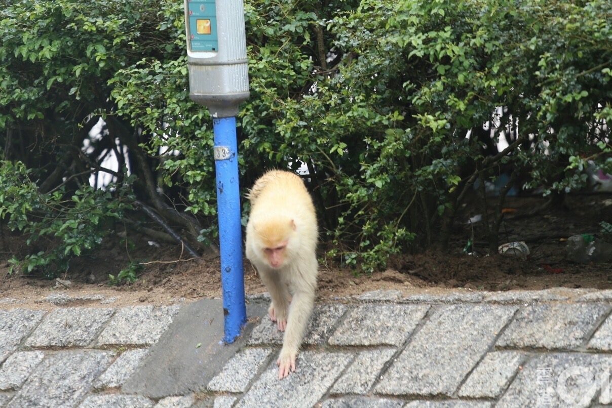 根據漁護署的全港猴子普查,過去5 年猴子數量維持約1,800 隻,主要分布在金山、獅子山及城門郊野公園一帶。(資料圖片) 根據漁護署的全港猴子普查,過去5 年猴子數量維持約1,800 隻,主要分布在金山、獅子山及城門郊野公園一帶。(資料圖片)