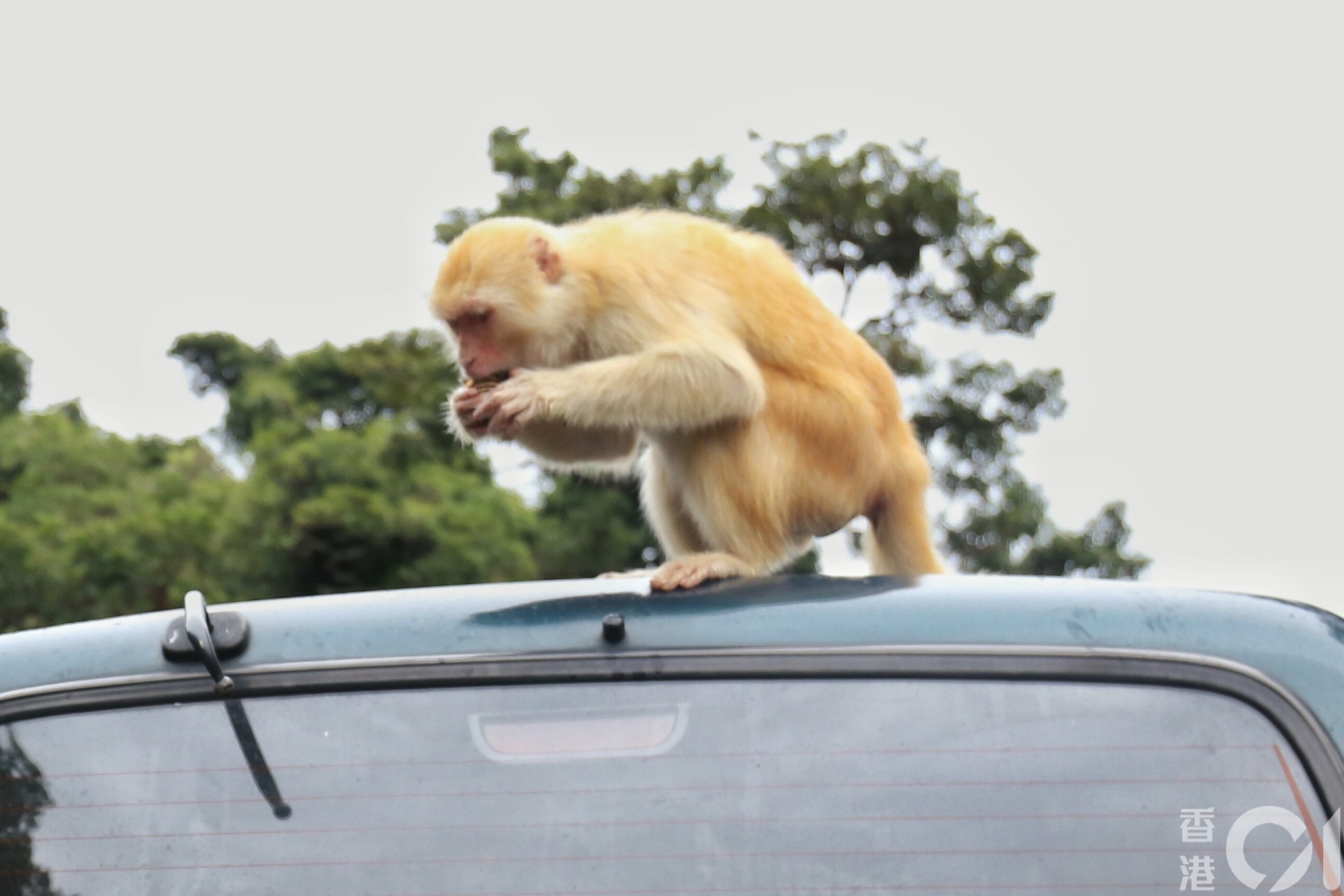 根據漁護署的全港猴子普查,過去5 年猴子數量維持約1,800 隻,主要分布在金山、獅子山及城門郊野公園一帶。(資料圖片) 根據漁護署的全港猴子普查,過去5 年猴子數量維持約1,800 隻,主要分布在金山、獅子山及城門郊野公園一帶。(資料圖片)