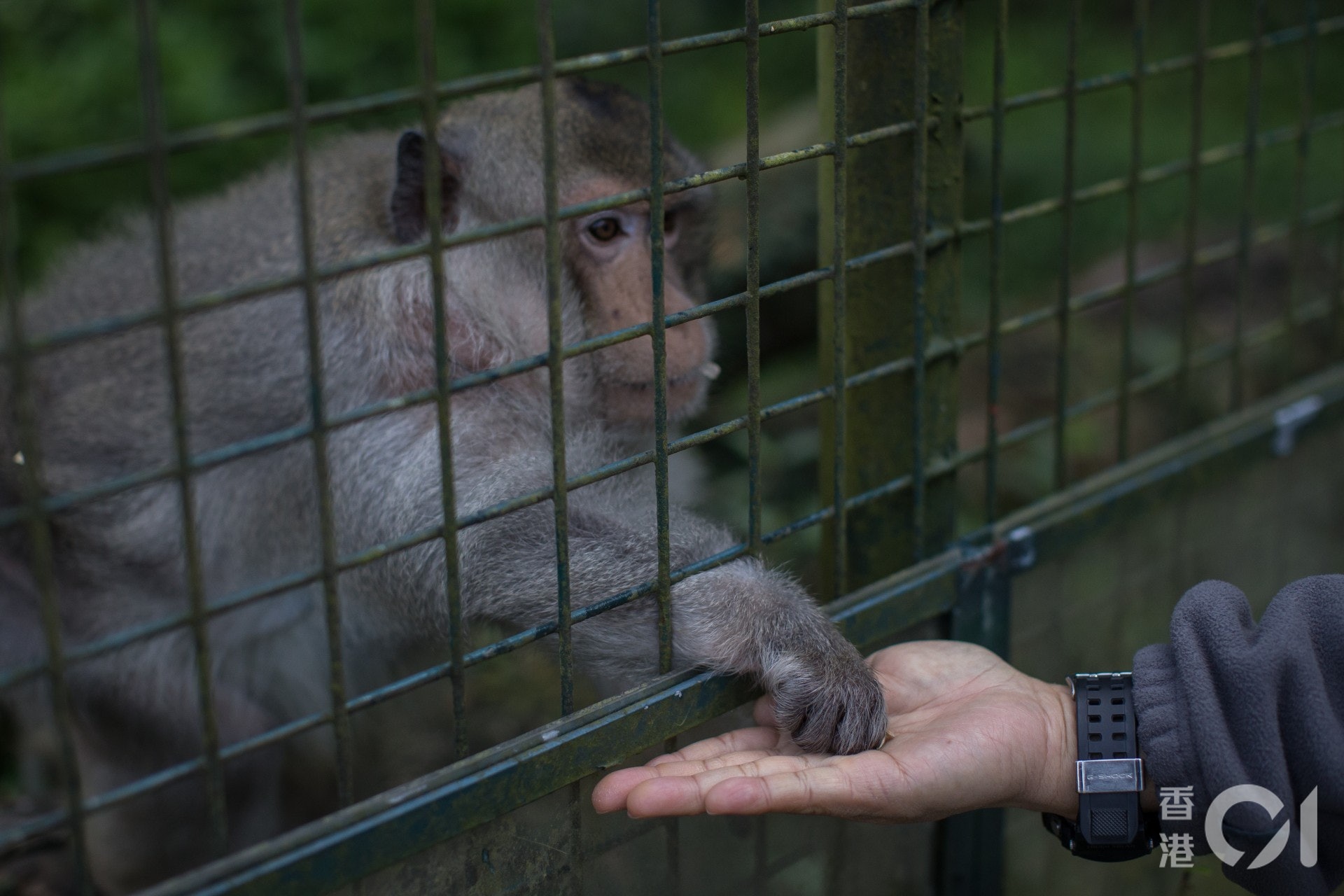 根據漁護署的全港猴子普查,過去5 年猴子數量維持約1,800 隻,主要分布在金山、獅子山及城門郊野公園一帶。(資料圖片) 根據漁護署的全港猴子普查,過去5 年猴子數量維持約1,800 隻,主要分布在金山、獅子山及城門郊野公園一帶。(資料圖片)