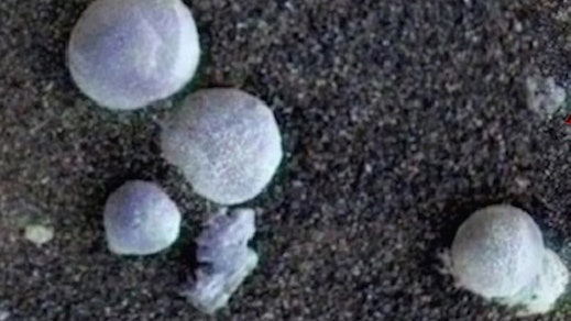 科學家稱火星有生命 地面3天長15顆「蘑菇」 科學家稱火星有生命 地面3天長15顆「蘑菇」