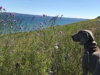 老狗患分離焦慮症無人在家便自殘主人一招成功安撫牠 香港01 寵物