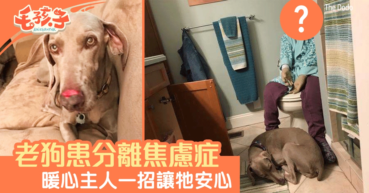 老狗患分離焦慮症無人在家便自殘主人一招成功安撫牠 香港01 寵物