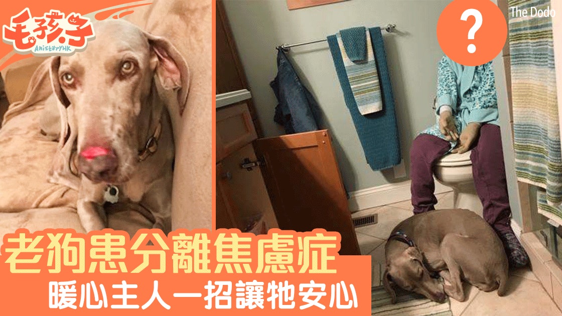 老狗患分離焦慮症無人在家便自殘主人一招成功安撫牠 香港01 寵物