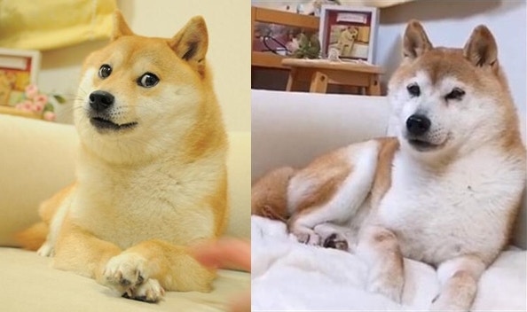 犬ドージ