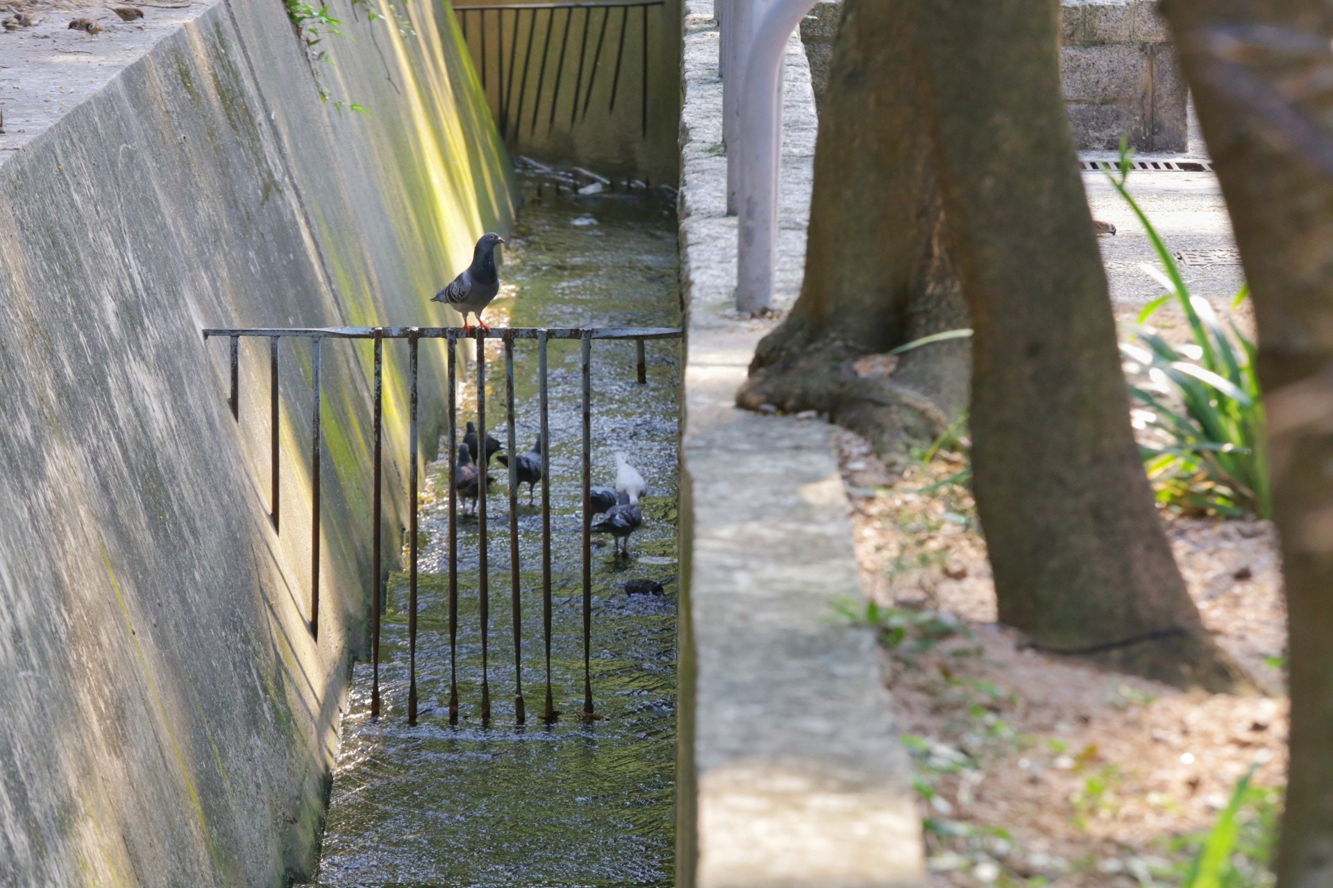 (黃景洪攝) (黃景洪攝)