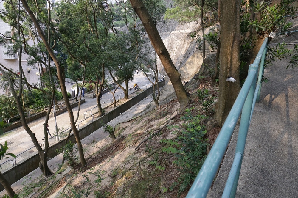 不少雀鳥在引水道旁的山坡聚集。(黃景洪攝) 不少雀鳥在引水道旁的山坡聚集。(黃景洪攝)