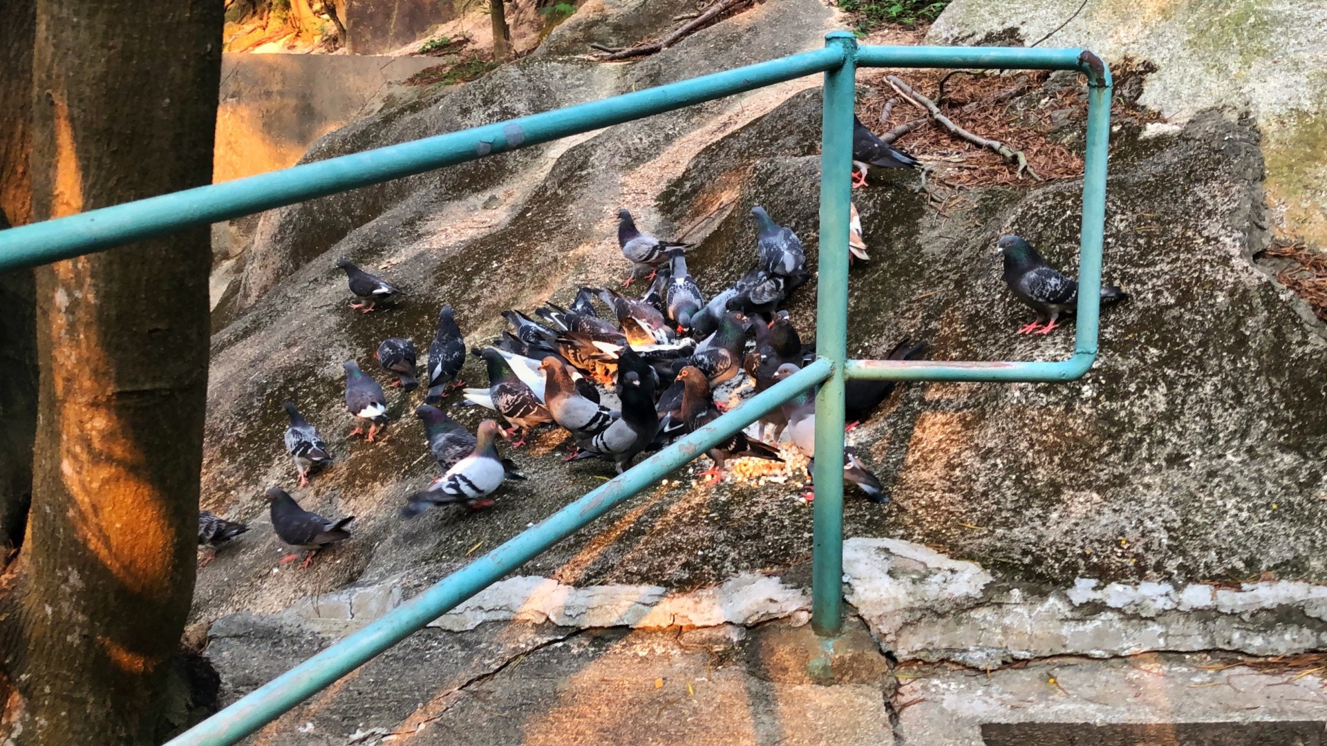 不少雀鳥在引水道旁的山坡聚集。(黃景洪攝) 不少雀鳥在引水道旁的山坡聚集。(黃景洪攝)