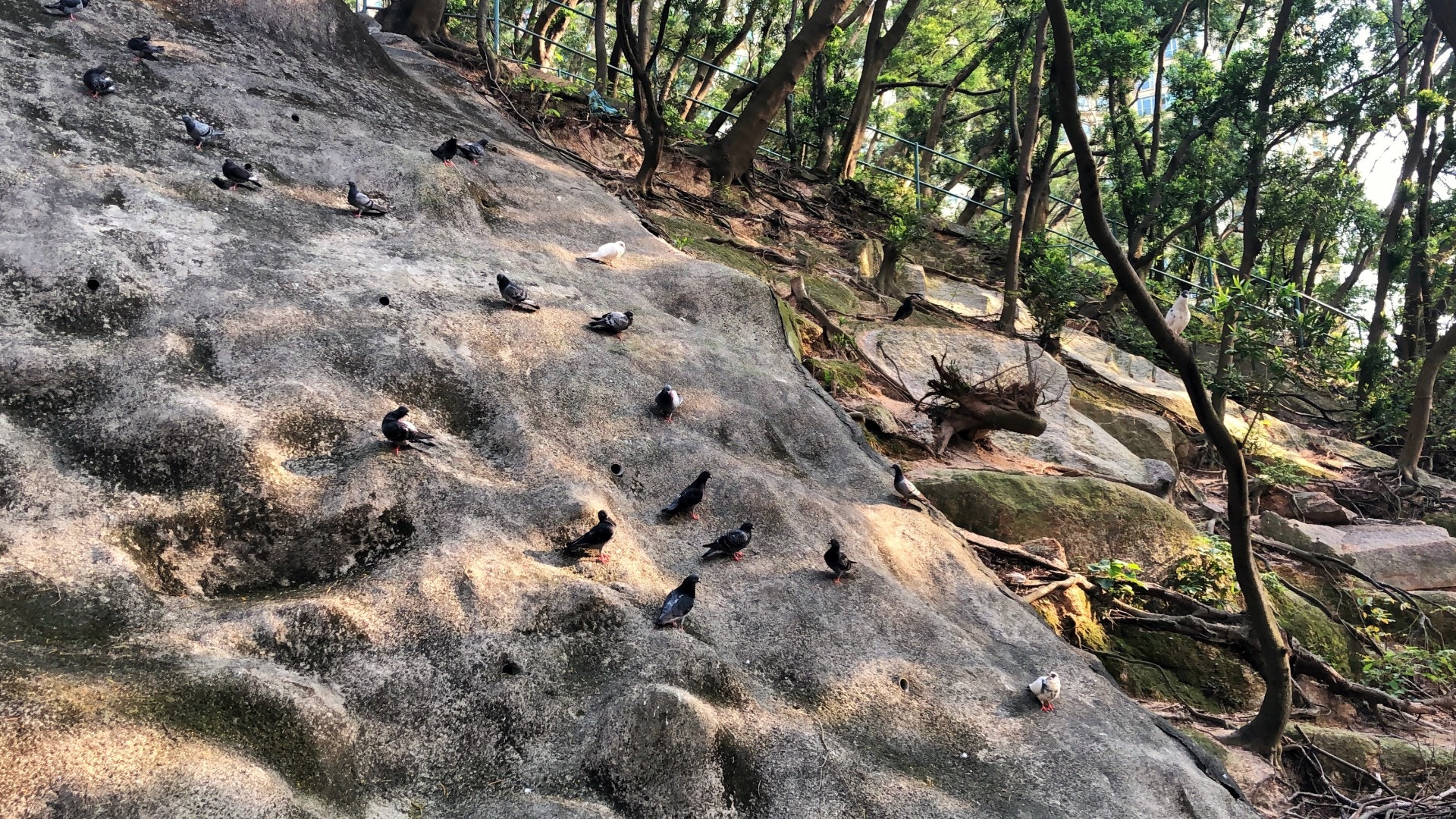 街坊表示疑犯多匿藏在引水道的後山,並將其羽毛埋在山坡一暗角。(黃景洪攝) 街坊表示疑犯多匿藏在引水道的後山,並將其羽毛埋在山坡一暗角。(黃景洪攝)