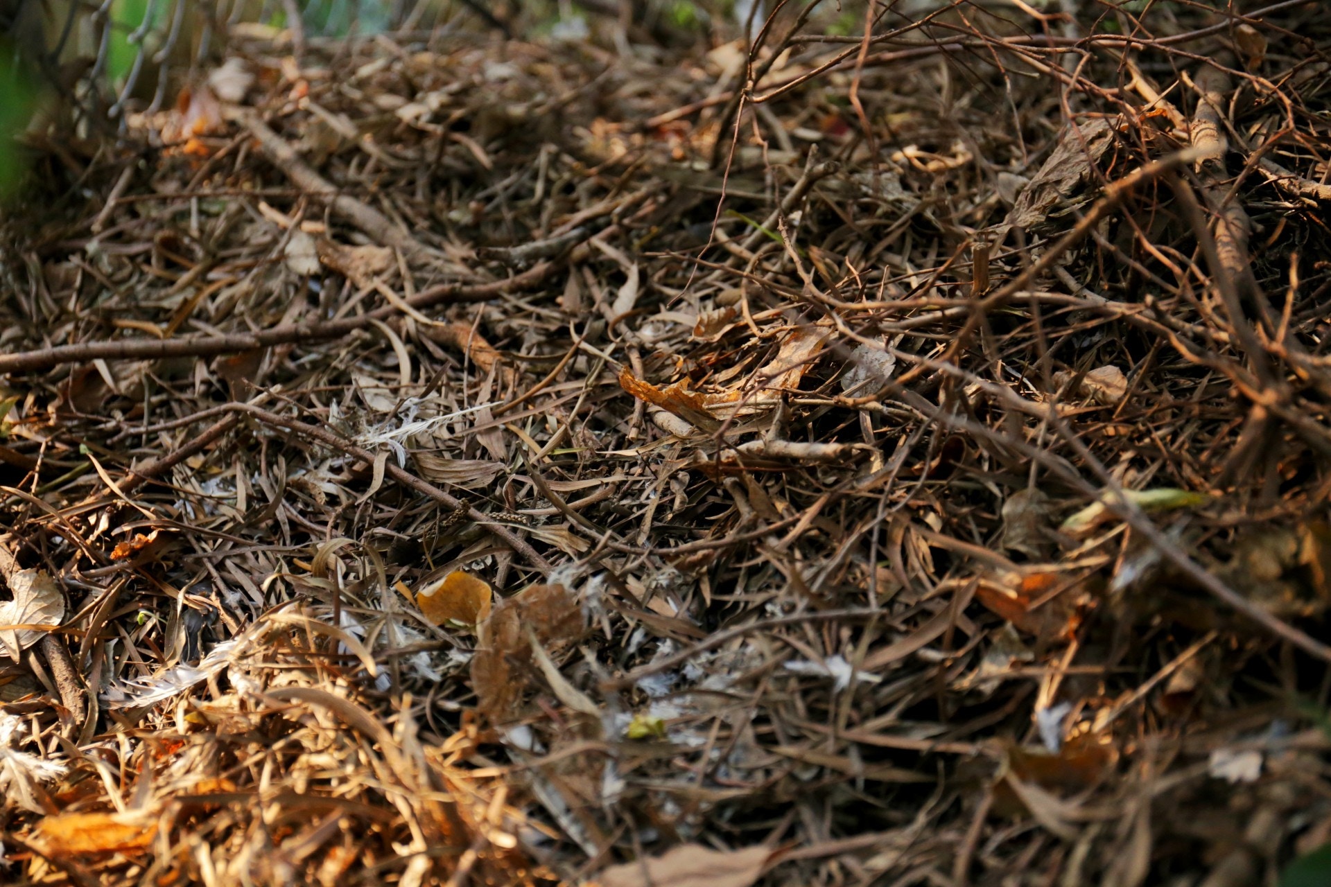 不少雀鳥在引水道旁的山坡聚集。(黃景洪攝) 不少雀鳥在引水道旁的山坡聚集。(黃景洪攝)