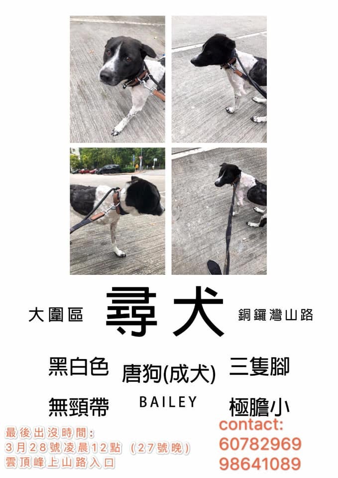 香港拯救貓狗協會所製作的尋犬啟事。(Facebook圖片:香港拯救貓狗協會) 香港拯救貓狗協會所製作的尋犬啟事。(Facebook圖片:香港拯救貓狗協會)