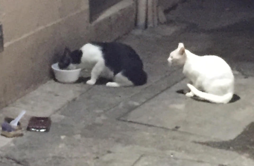 義工指,近日區內不少流浪貓的健康出現問題,不排除與今之淋火水事件有關。(受訪者提供) 義工指,近日區內不少流浪貓的健康出現問題,不排除與今之淋火水事件有關。(受訪者提供)