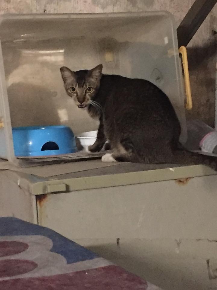 由於貓糧兜有膠箱遮蓋,所以義工相信非意外。(受訪者提供) 由於貓糧兜有膠箱遮蓋,所以義工相信非意外。(受訪者提供)