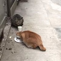 義工指，近日區內不少流浪貓的健康出現問題，不排除與今之淋火水事件有關。(受訪者提供)