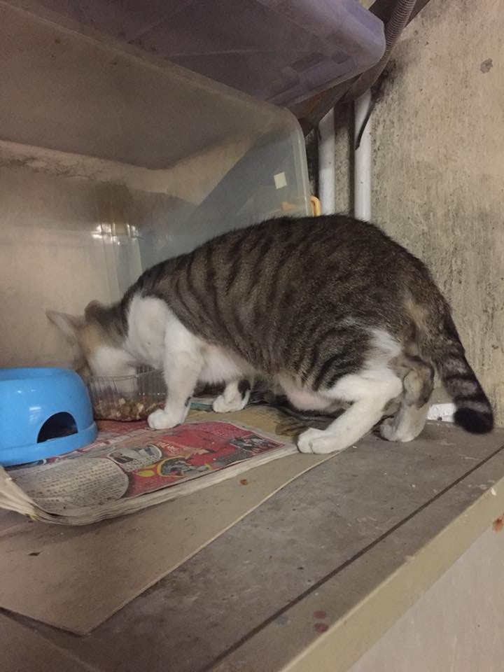 義工指,近日區內不少流浪貓的健康出現問題,不排除與今之淋火水事件有關。(受訪者提供) 義工指,近日區內不少流浪貓的健康出現問題,不排除與今之淋火水事件有關。(受訪者提供)