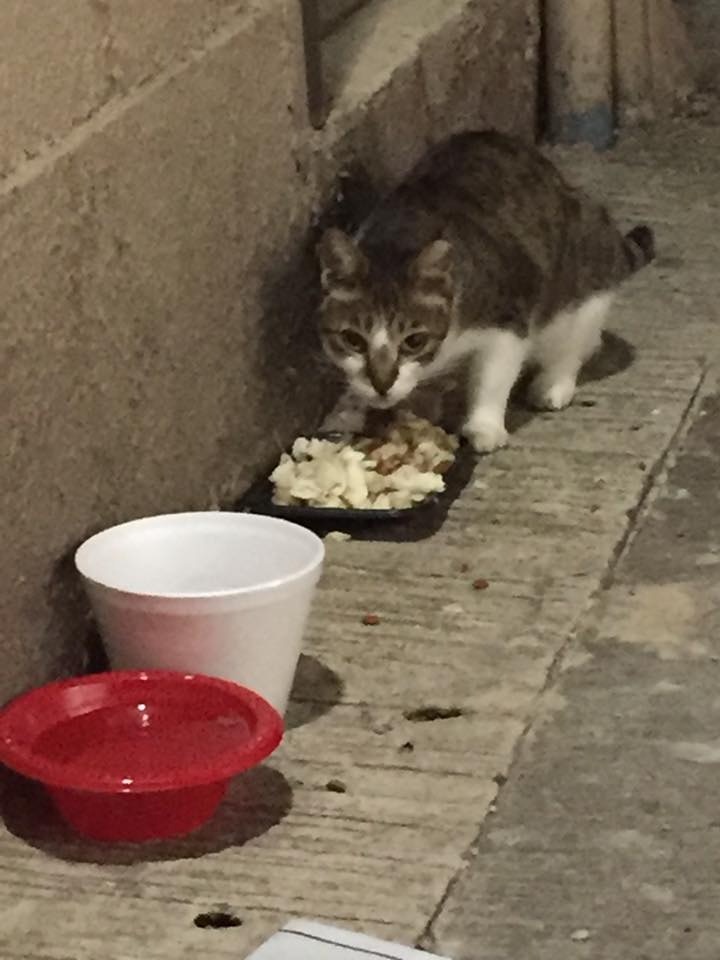 義工指，近日區內不少流浪貓的健康出現問題，不排除與今之淋火水事件有關。(受訪者提供)