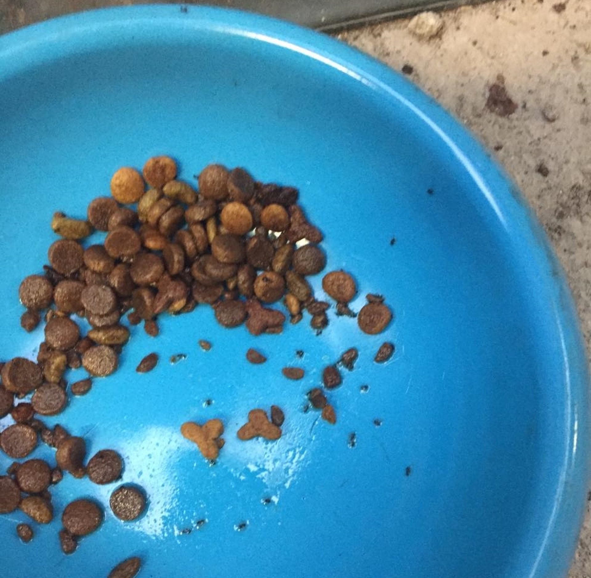 圖片可見,貓糧兜內的糧表面,都蓋上了一層油。(受訪者提供) 圖片可見,貓糧兜內的糧表面,都蓋上了一層油。(受訪者提供)