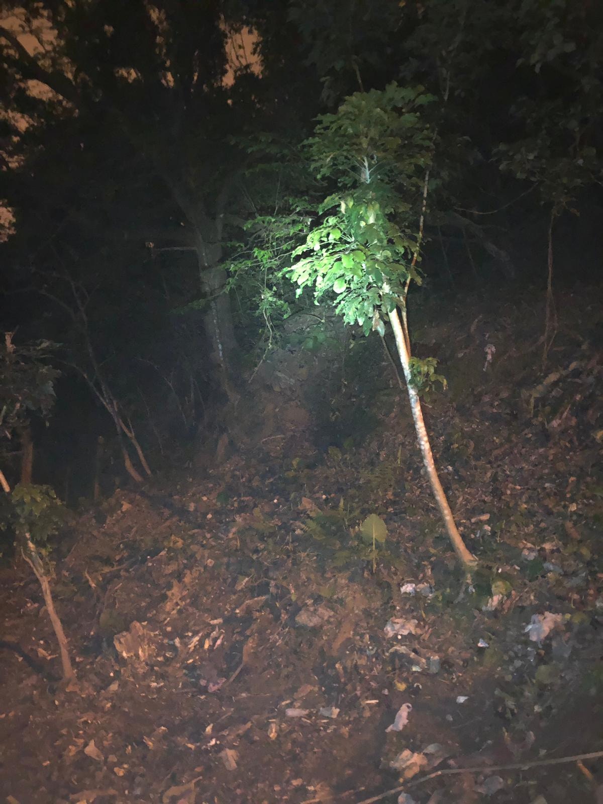 Dana連夜搜索樹林。(受訪者提供) Dana連夜搜索樹林。(受訪者提供)