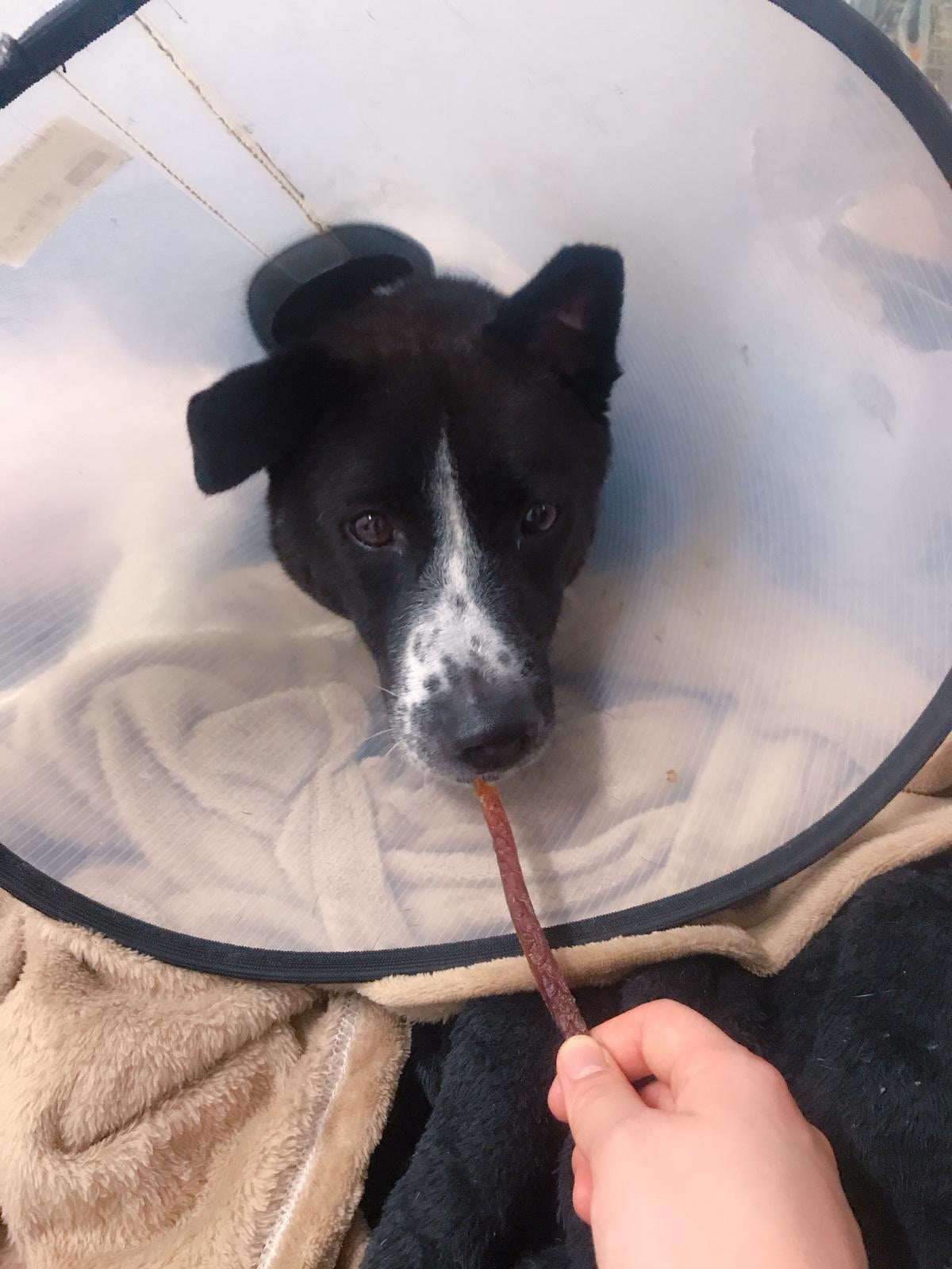 Bailey早前才完成手術。(受訪者提供) Bailey早前才完成手術。(受訪者提供)