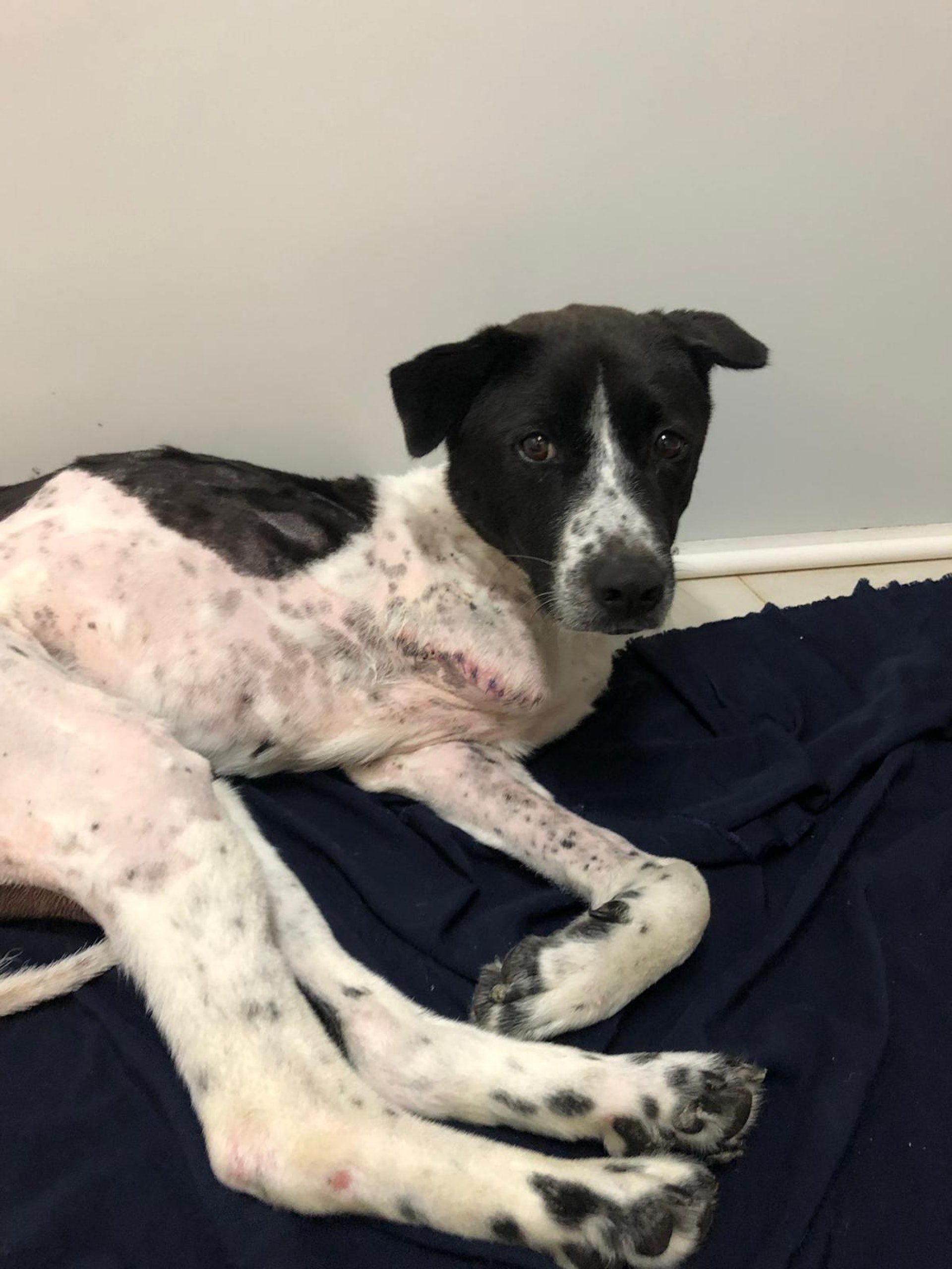 Bailey身型瘦小,現在還失去前肢。(受訪者提供) Bailey身型瘦小,現在還失去前肢。(受訪者提供)