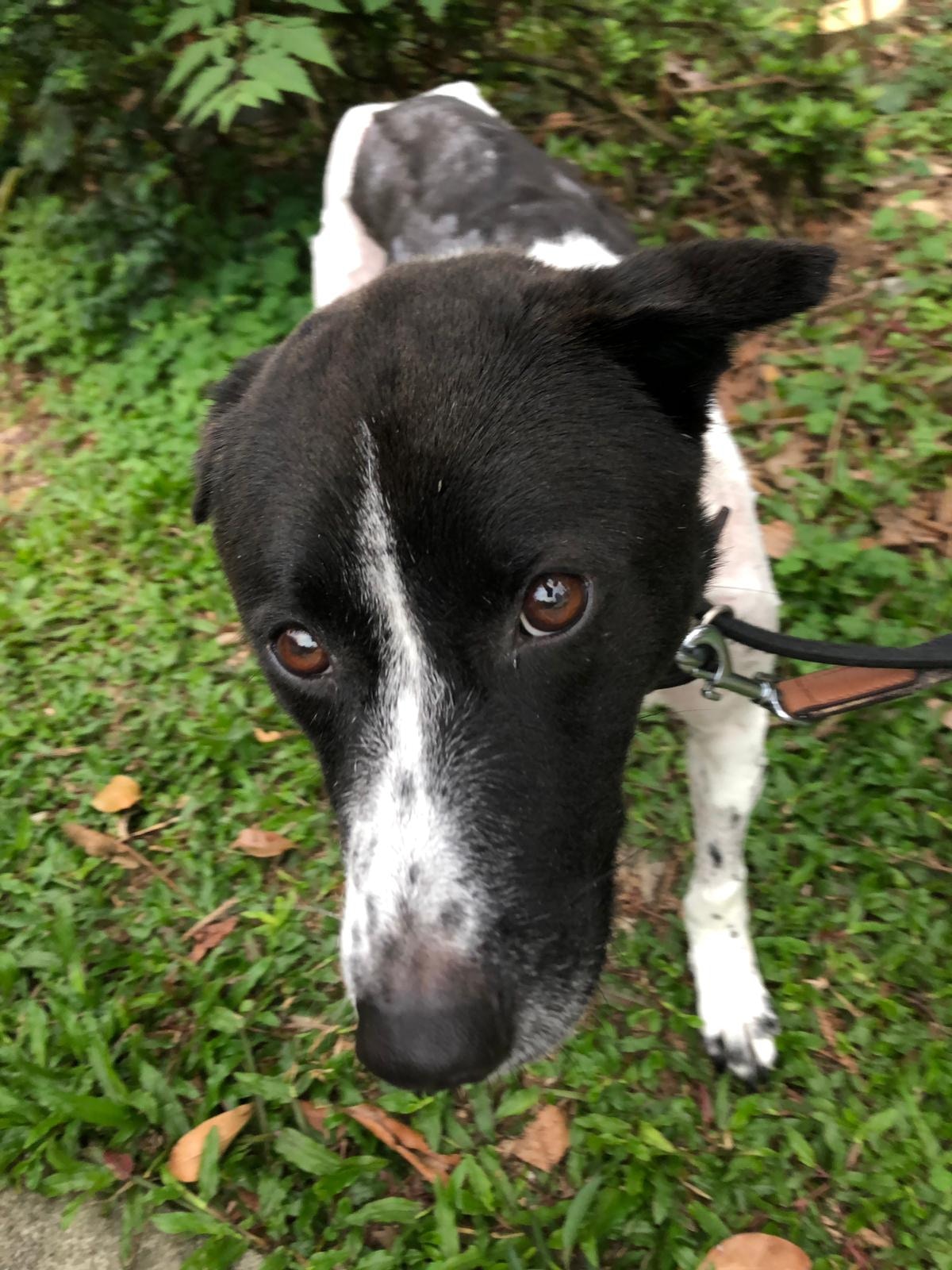 牠性格膽小、怕人。(受訪者提供) 牠性格膽小、怕人。(受訪者提供)