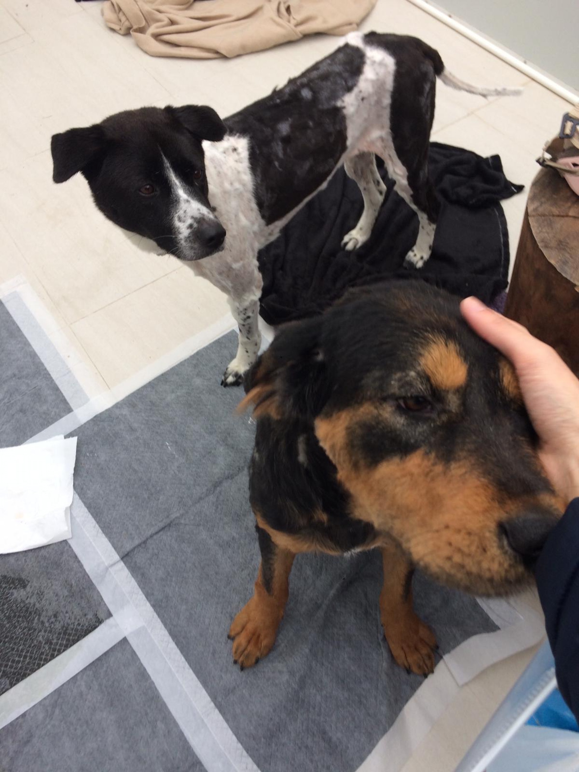 牠跟另一暫托狗狗(受訪者提供) 牠跟另一暫托狗狗(受訪者提供)