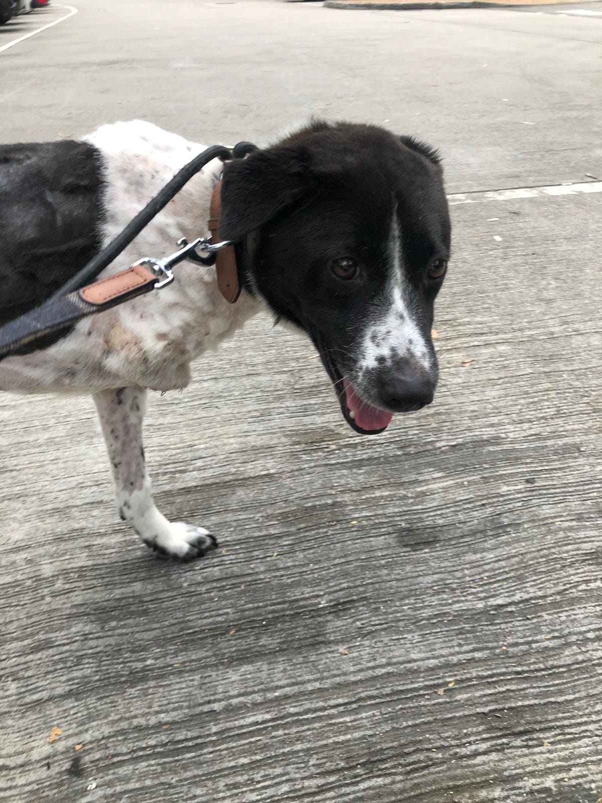 假如有人類靠近,會立即逃走。(受訪者提供) 假如有人類靠近,會立即逃走。(受訪者提供)