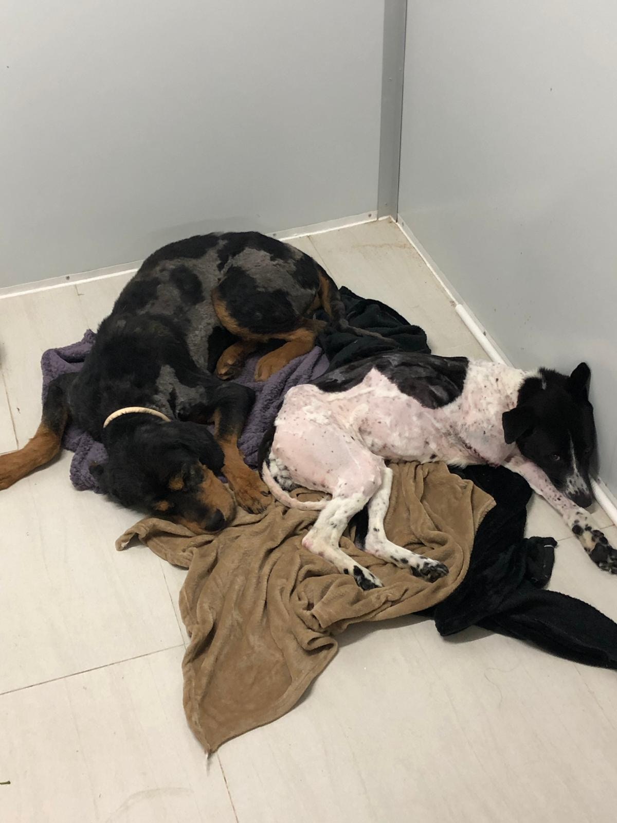 牠對狗的信任度較高。(受訪者提供) 牠對狗的信任度較高。(受訪者提供)