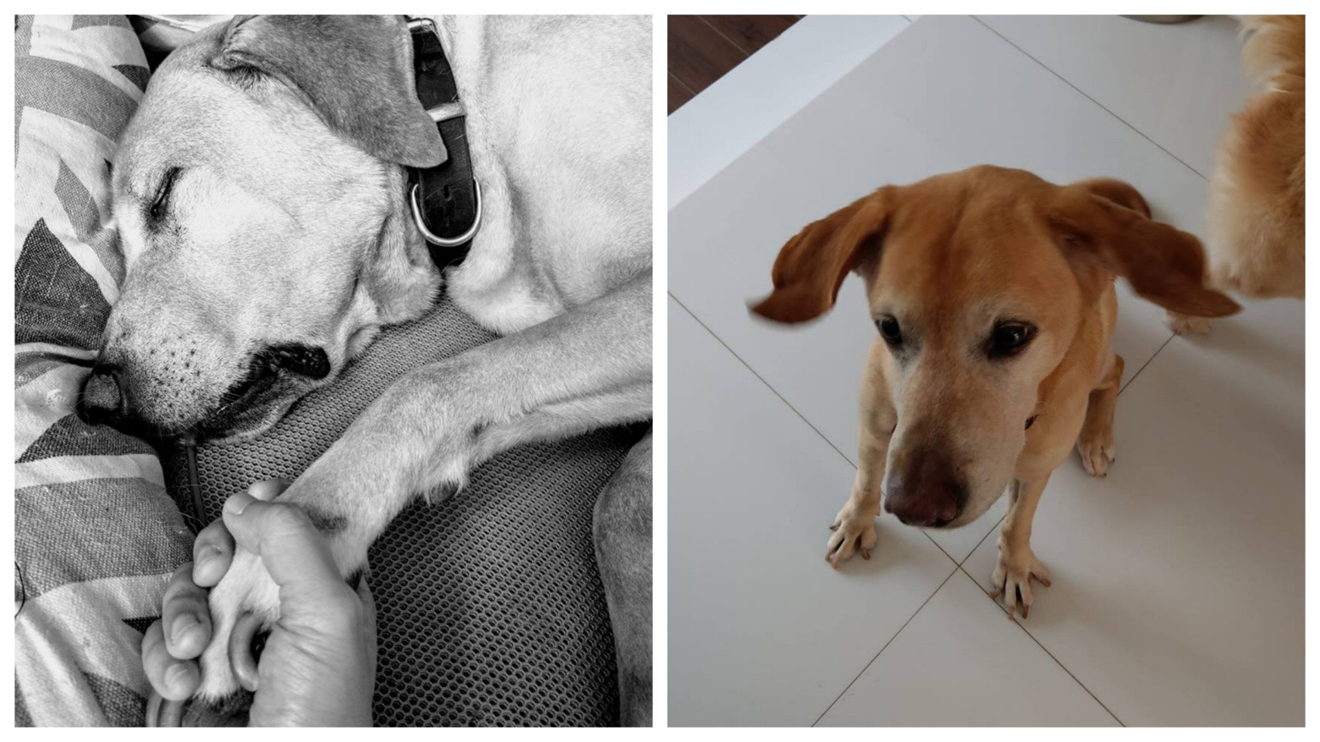 警犬Barry Sir離世 主人不捨:今晚約咗散步㗎!你知㗎! 警犬Barry Sir離世 主人不捨:今晚約咗散步㗎!你知㗎!