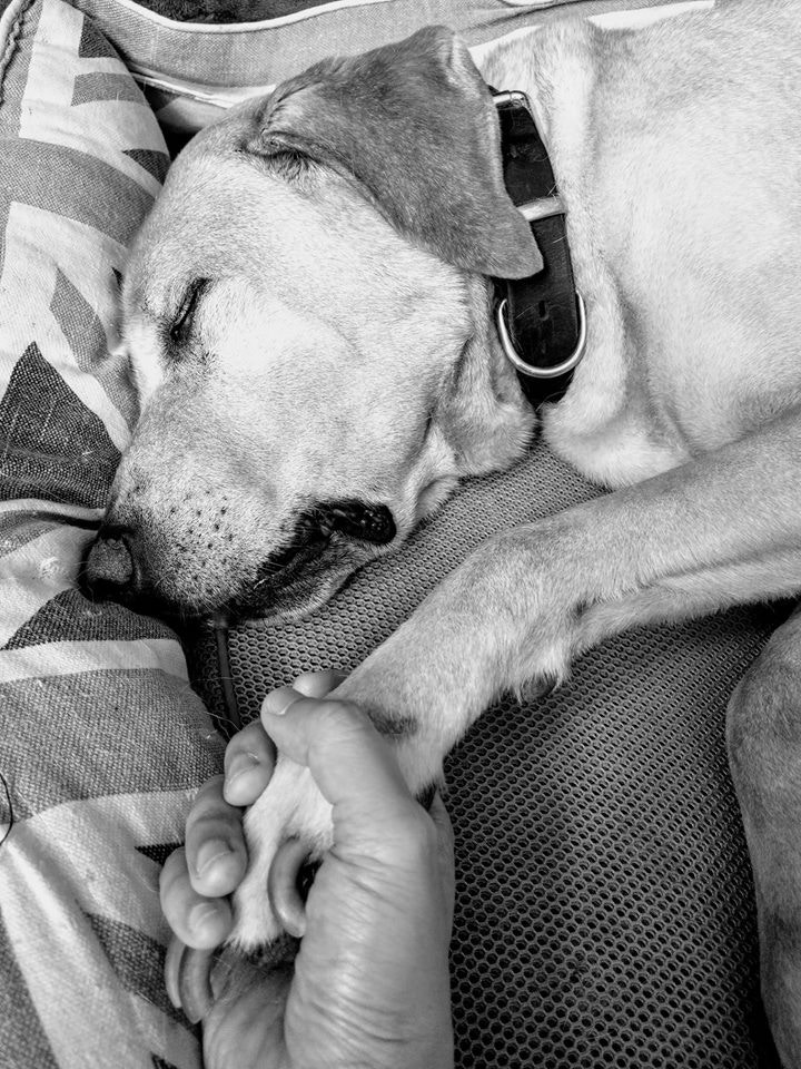 (facebook@警犬巴打Barry) (facebook@警犬巴打Barry)