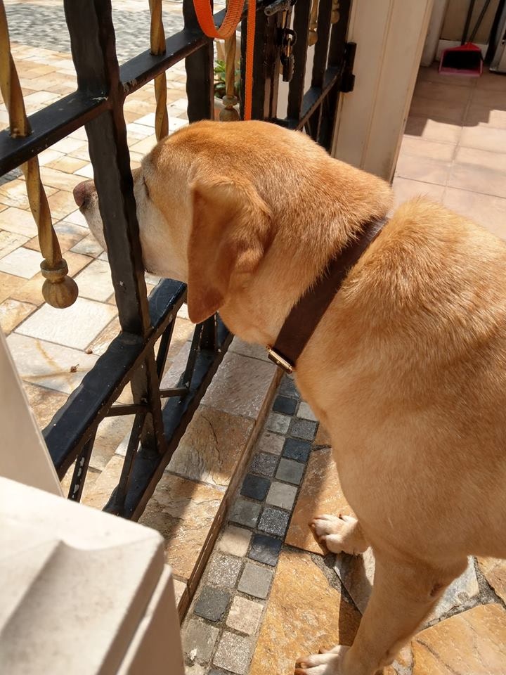 Barry 還很掛念Masa,不望著大門。(facebook@警犬巴打Barry) Barry 還很掛念Masa,不望著大門。(facebook@警犬巴打Barry)