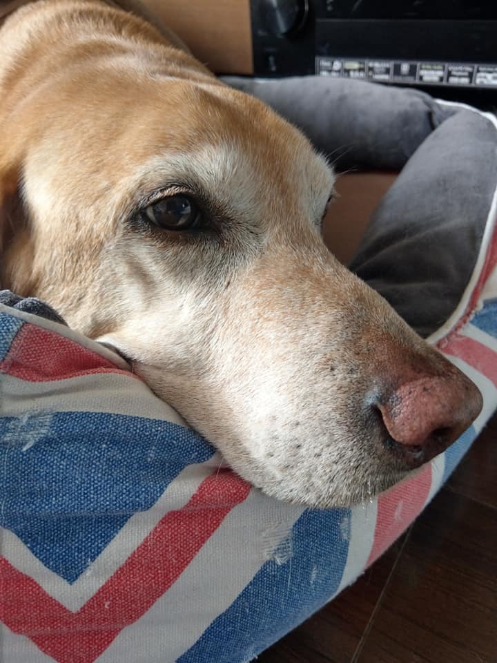 主人上班時,Barry會乖乖地蓋被休息。(facebook@警犬巴打Barry) 主人上班時,Barry會乖乖地蓋被休息。(facebook@警犬巴打Barry)