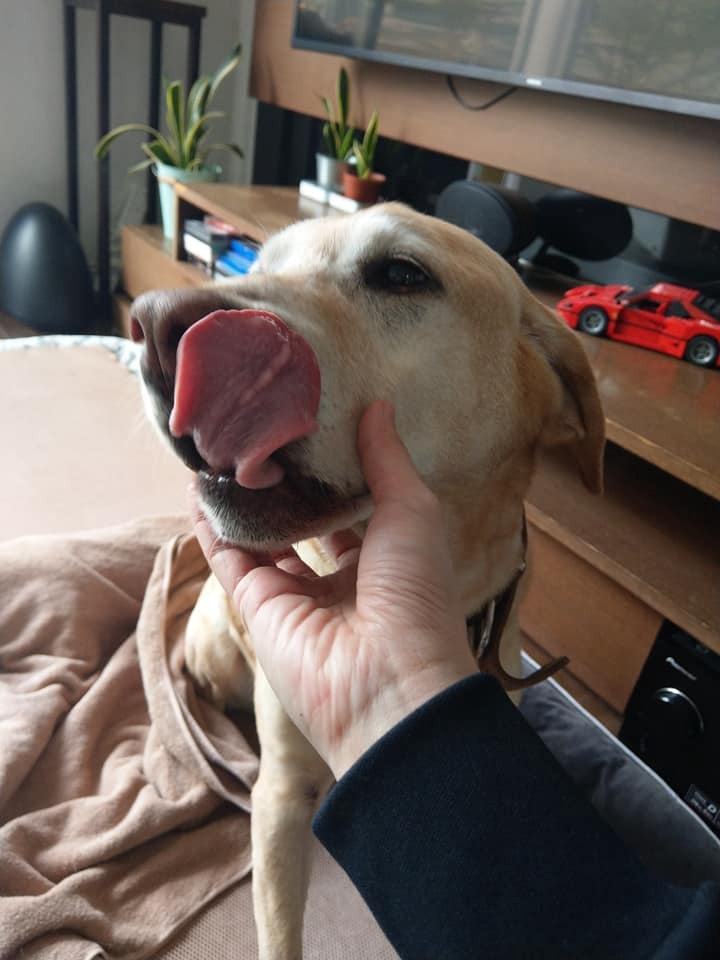 有雞肉條吃,Barry就最滿足。(facebook@警犬巴打Barry) 有雞肉條吃,Barry就最滿足。(facebook@警犬巴打Barry)