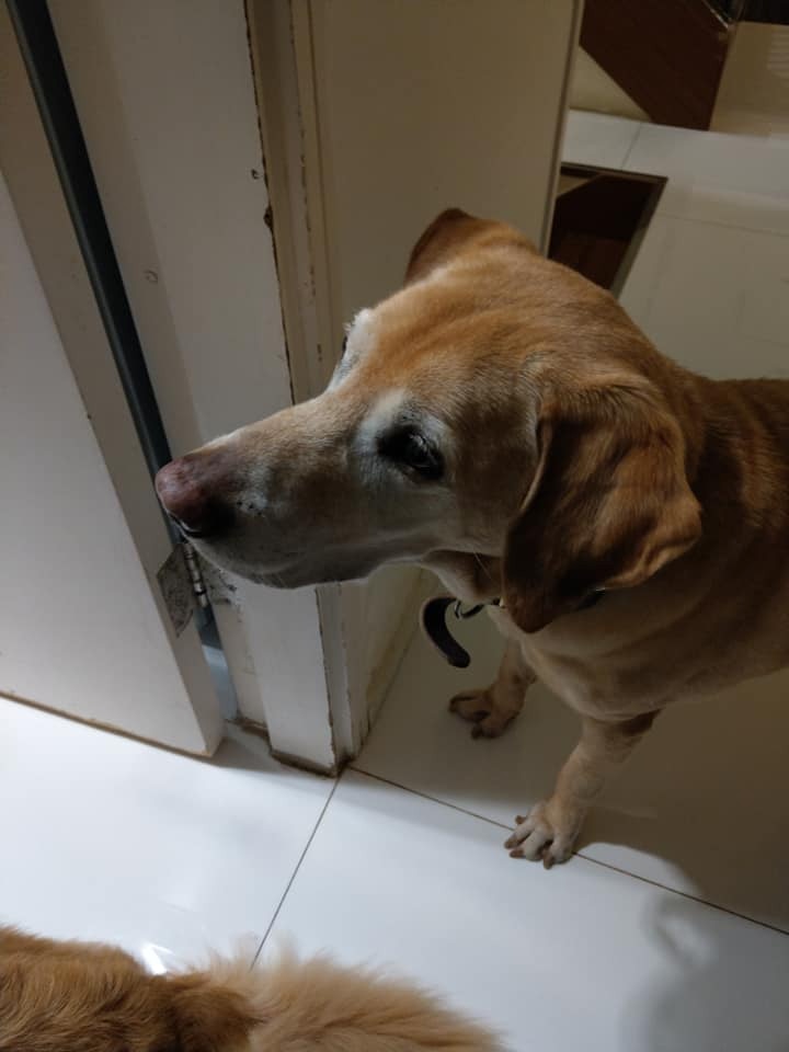 (facebook@警犬巴打Barry) (facebook@警犬巴打Barry)