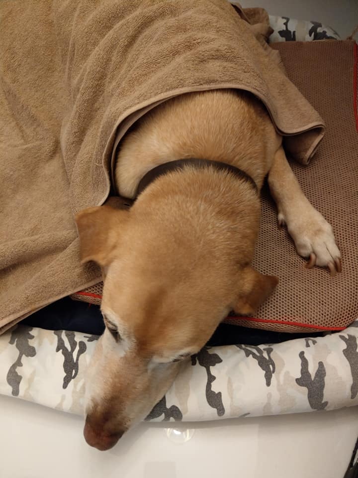 主人什麼時候放工陪我。(facebook@警犬巴打Barry) 主人什麼時候放工陪我。(facebook@警犬巴打Barry)