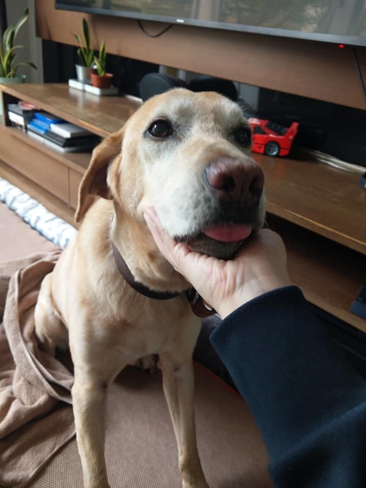 Barry縱然帶病,還能帶給身旁的人快樂。(facebook@警犬巴打Barry) Barry縱然帶病,還能帶給身旁的人快樂。(facebook@警犬巴打Barry)