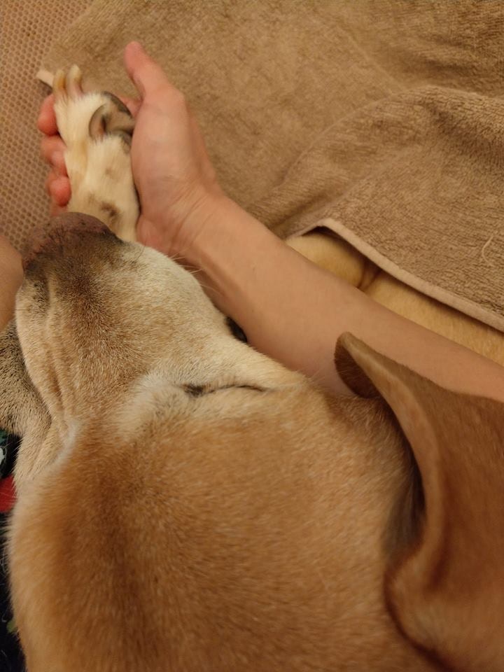 Barry的指甲很長,是時候修剪了。(facebook@警犬巴打Barry) Barry的指甲很長,是時候修剪了。(facebook@警犬巴打Barry)