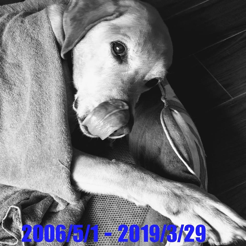 主人在專頁裡寫下沉痛的句子:我永遠愛你。多謝你無私奉獻服務市民十多年,好好休息吧!今晚照舊同你孖舖!(facebook@警犬巴打Barry) 主人在專頁裡寫下沉痛的句子:我永遠愛你。多謝你無私奉獻服務市民十多年,好好休息吧!今晚照舊同你孖舖!(facebook@警犬巴打Barry)