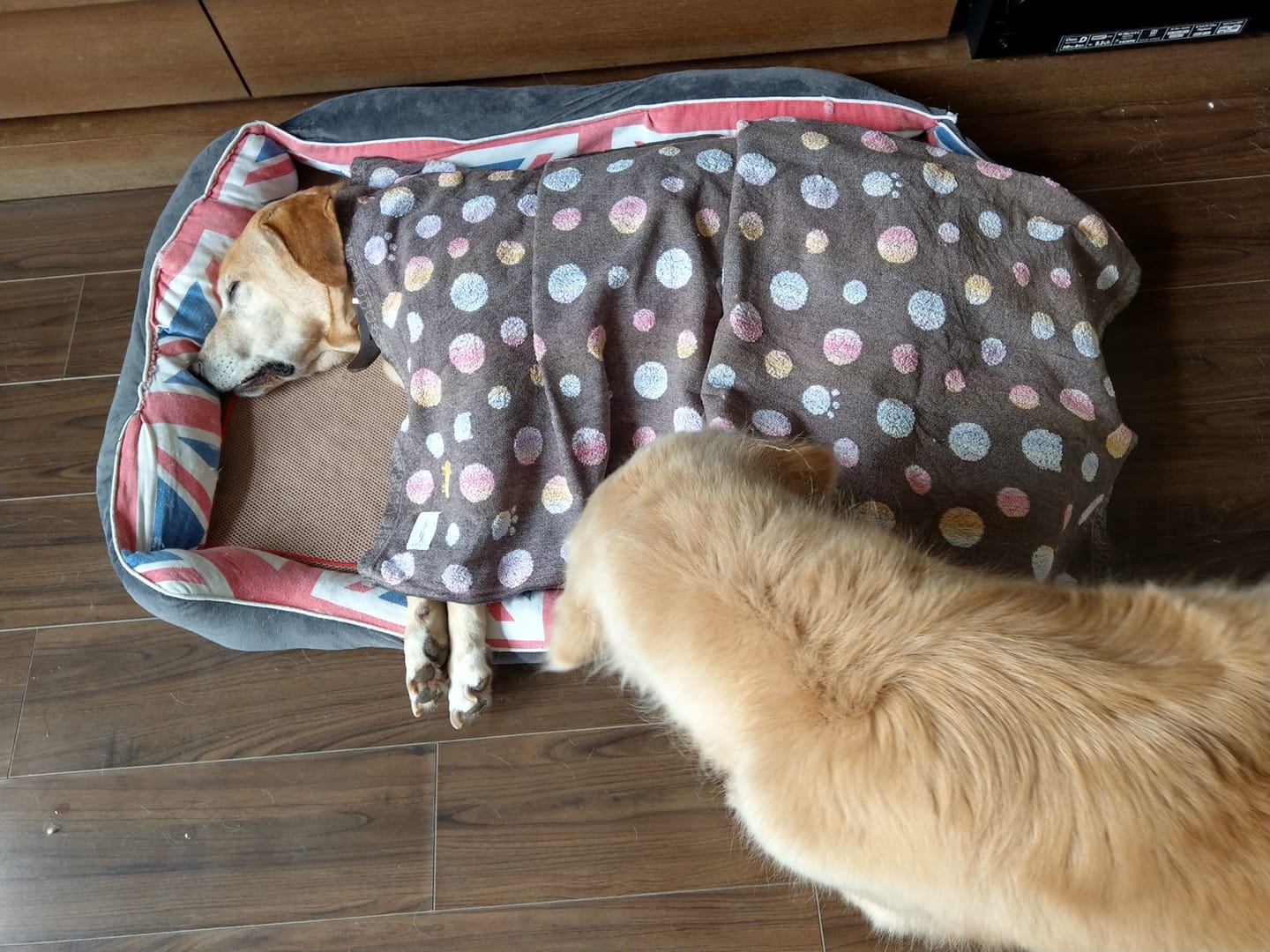 主人心底最想說的話:Barry 你瞓多一陣好啦,4點照舊開飯,吾該!Sailo : 起身啦喂!開飯呀(facebook@警犬巴打Barry) 主人心底最想說的話:Barry 你瞓多一陣好啦,4點照舊開飯,吾該!Sailo : 起身啦喂!開飯呀(facebook@警犬巴打Barry)