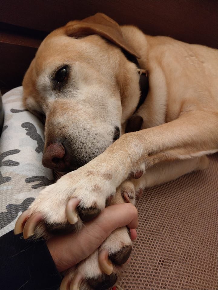 Barry剪指甲的事件,竟成了最後一個任務。(facebook@警犬巴打Barry) Barry剪指甲的事件,竟成了最後一個任務。(facebook@警犬巴打Barry)