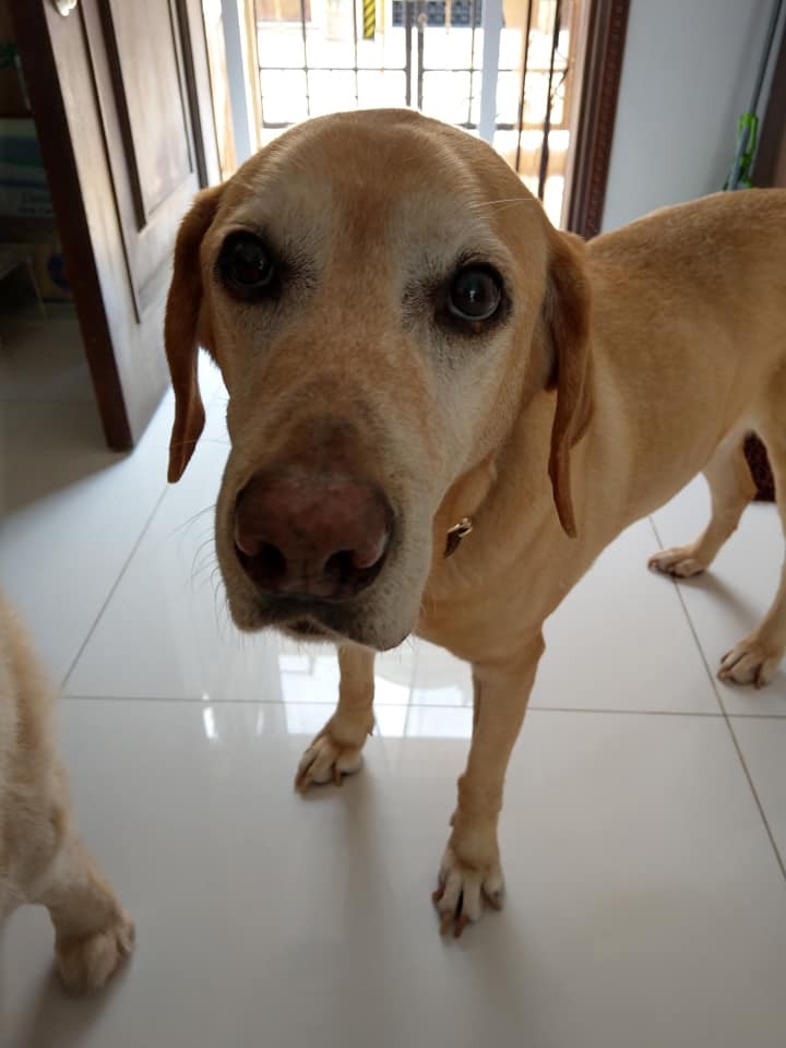 Barry曾經歷許多難關,也為市民貢獻了許多。(facebook@警犬巴打Barry) Barry曾經歷許多難關,也為市民貢獻了許多。(facebook@警犬巴打Barry)