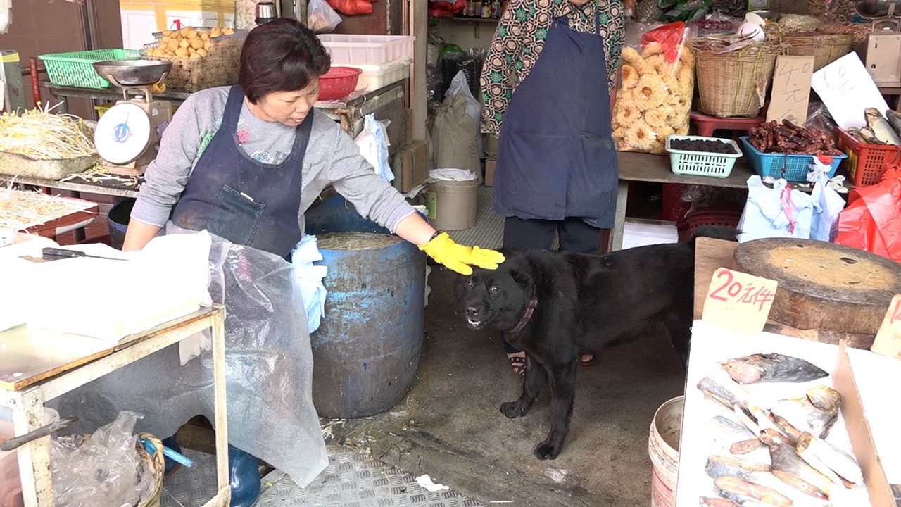 旺仔「任摸唔嬲」,對店員、附近檔販及街坊毫不抗拒。(譚威權攝) 旺仔「任摸唔嬲」,對店員、附近檔販及街坊毫不抗拒。(譚威權攝)