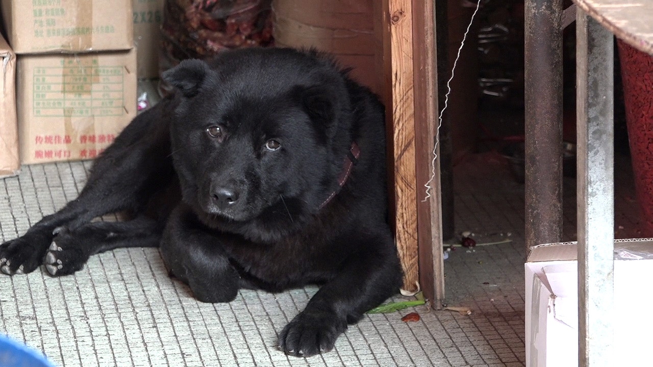 坐陣海味店的旺仔非常淡定。(譚威權攝) 坐陣海味店的旺仔非常淡定。(譚威權攝)