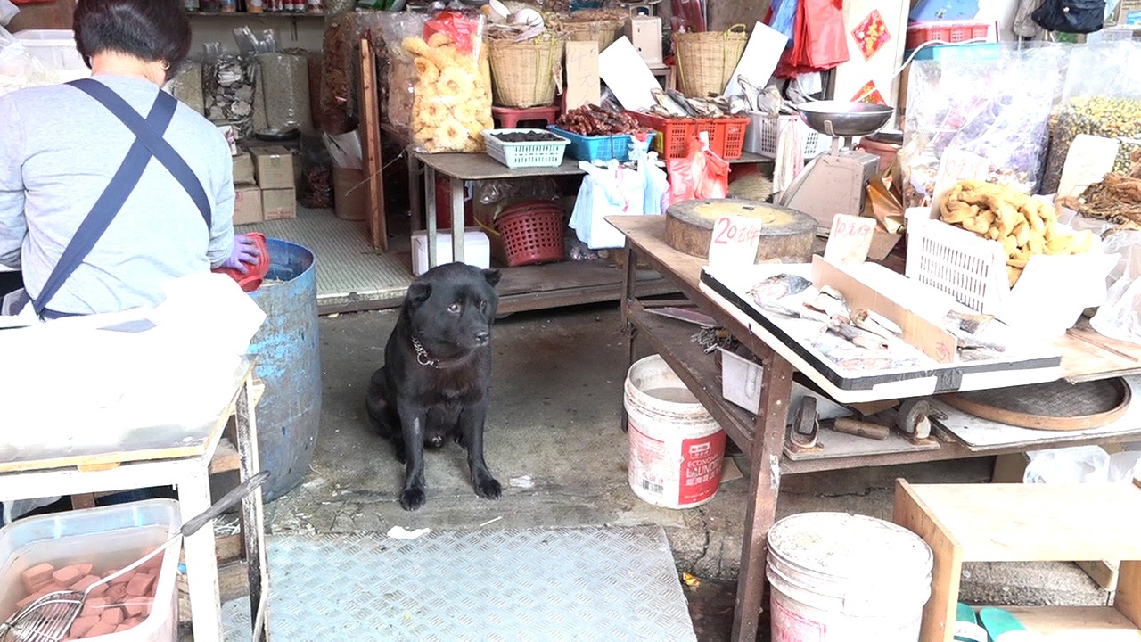 坐陣海味店的旺仔非常淡定。(譚威權攝) 坐陣海味店的旺仔非常淡定。(譚威權攝)